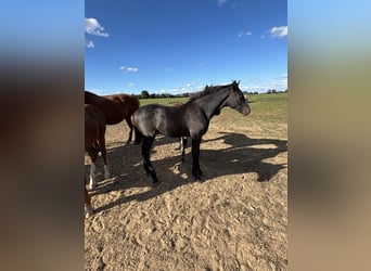 Oldenburg, Stallion, 1 year, Can be white