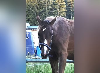 Oldenburg, Stallion, 1 year, Chestnut