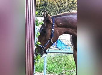 Oldenburg, Stallion, 1 year, Chestnut