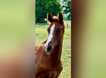 Oldenburg, Stallion, 1 year, Chestnut