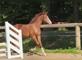 Oldenburg, Stallion, 1 year, Chestnut