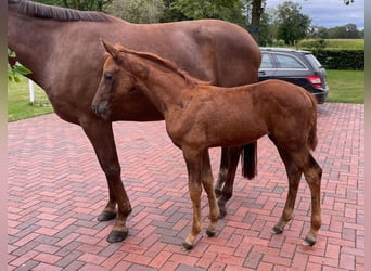 Oldenburg, Stallion, 1 year, Chestnut