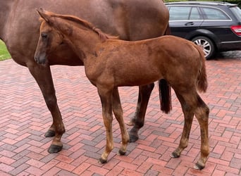 Oldenburg, Stallion, 1 year, Chestnut