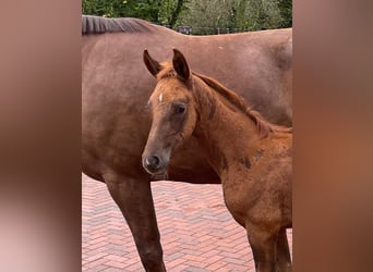 Oldenburg, Stallion, 1 year, Chestnut