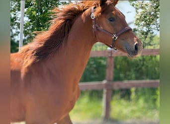 Oldenburg, Stallion, 1 year, Chestnut