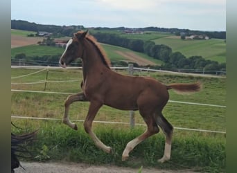 Oldenburg, Stallion, 1 year, Chestnut