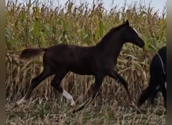 Oldenburg, Stallion, 1 year, Chestnut