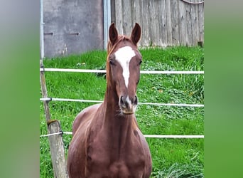 Oldenburg, Stallion, 1 year, Chestnut