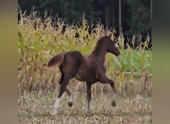 Oldenburg, Stallion, 1 year, Chestnut