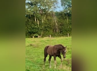Oldenburg, Stallion, 1 year, Chestnut