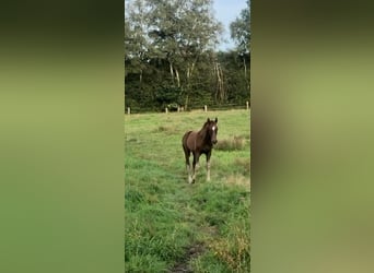 Oldenburg, Stallion, 1 year, Chestnut