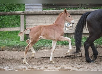 Oldenburg, Stallion, 1 year, Chestnut-Red