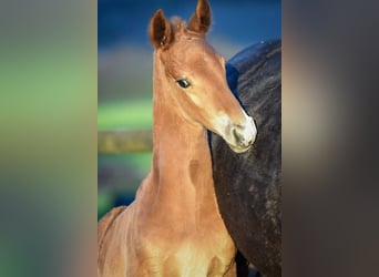 Oldenburg, Stallion, 1 year, Chestnut-Red