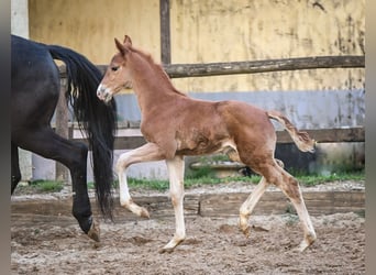 Oldenburg, Stallion, 1 year, Chestnut-Red