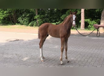 Oldenburg, Stallion, 1 year, Chestnut-Red