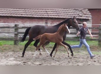 Oldenburg, Stallion, 1 year, Chestnut-Red