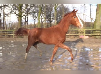 Oldenburg, Stallion, 1 year, Chestnut-Red