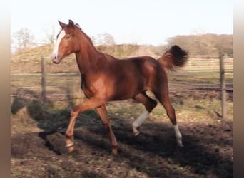 Oldenburg, Stallion, 1 year, Chestnut-Red