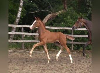 Oldenburg, Stallion, 1 year, Chestnut-Red