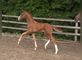 Oldenburg, Stallion, 1 year, Chestnut-Red