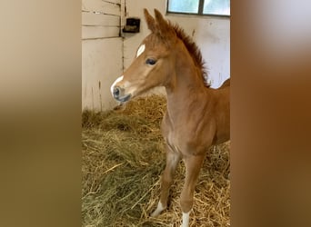 Oldenburg, Stallion, 1 year, Chestnut-Red