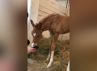 Oldenburg, Stallion, 1 year, Chestnut-Red
