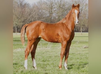 Oldenburg, Stallion, 1 year, Chestnut-Red