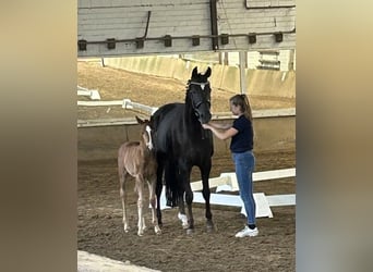 Oldenburg Mix, Stallion, 1 year, Chestnut-Red