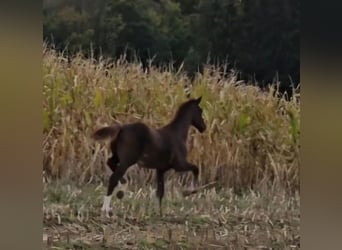 Oldenburg, Stallion, 1 year, Chestnut