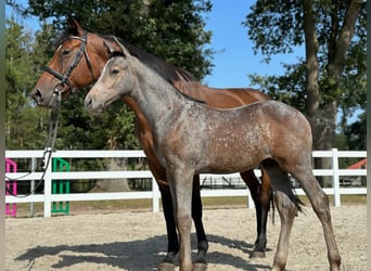 Oldenburg, Stallion, 1 year, Gray