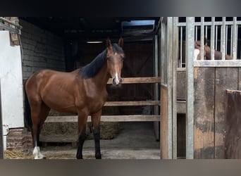 Oldenburg, Stallion, 1 year