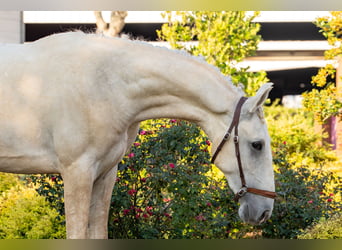 Oldenburg, Stallion, 1 year, Palomino