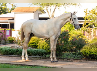 Oldenburg, Stallion, 1 year, Palomino