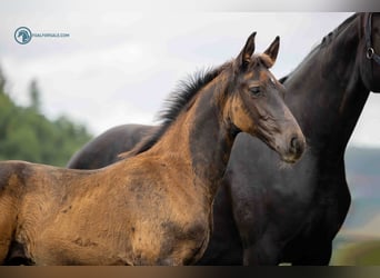 Oldenburg, Stallion, 1 year, Smoky-Black