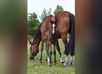 Oldenburg, Stallion, 1 year, Smoky-Black