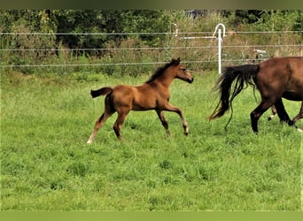 Oldenburger, Hengst, 1 Jahr, Schwarzbrauner