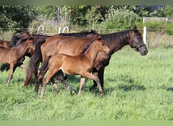 Oldenburger, Hengst, 1 Jahr, Schwarzbrauner