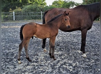 Oldenburger, Hengst, 1 Jahr, Schwarzbrauner