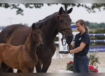 Oldenburg, Stallion, 2 years, 15.3 hh, Bay-Dark