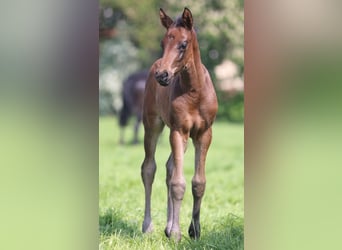 Oldenburg, Stallion, 2 years, 15.3 hh, Bay-Dark