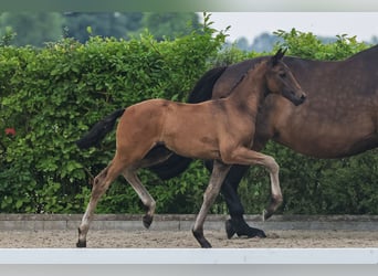 Oldenburg, Stallion, 2 years, 15.3 hh, Bay-Dark