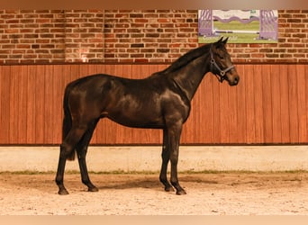Oldenburg, Stallion, 2 years, 15.3 hh, Bay-Dark