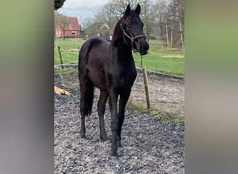 Oldenburg, Stallion, 2 years, 15.3 hh, Black