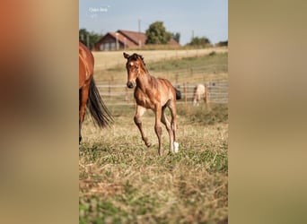 Oldenburg, Stallion, 2 years, 15 hh, Brown