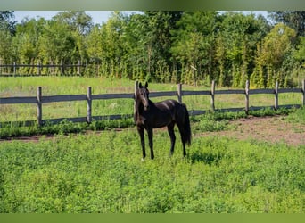 Oldenburg, Stallion, 2 years, 15,2 hh, Black