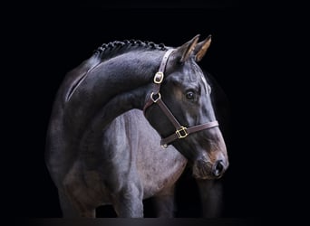 Oldenburg, Stallion, 2 years, 16,1 hh, Bay-Dark