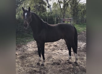 Oldenburg, Stallion, 2 years, 16.1 hh, Bay-Dark