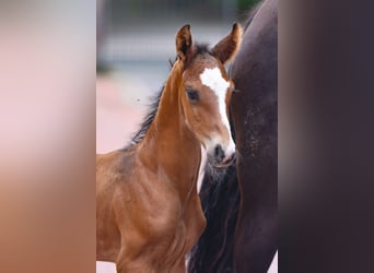 Oldenburg, Stallion, 2 years, 16.1 hh, Bay-Dark