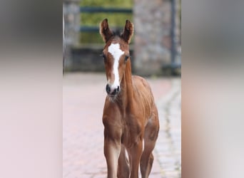Oldenburg, Stallion, 2 years, 16.1 hh, Bay-Dark