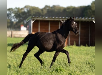 Oldenburg, Stallion, 2 years, 16.1 hh, Black